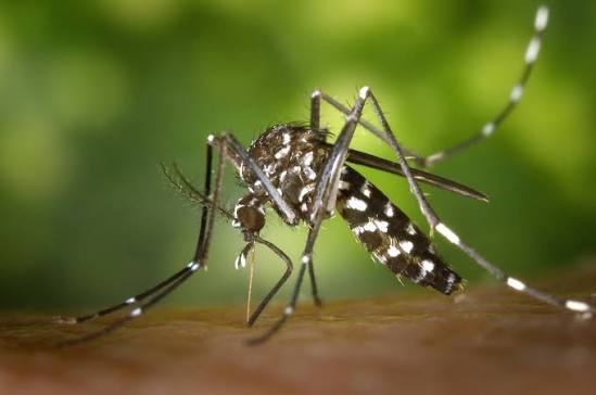 Fumigación contra los mosquitos en Alhama de Murcia en parques y jardines del casco urbano