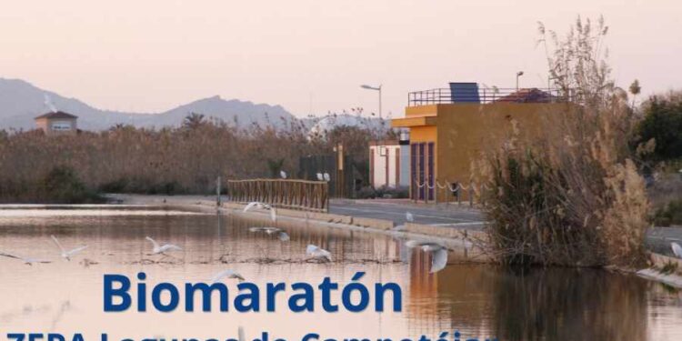 Molina de Segura invita a descubrir las aves migratorias de las lagunas de Campotéjar